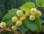Lemon Hazel - vonný olej do svíček - Velikost balení: 10 ml