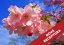 Sakura - vonný olej - Velikost balení: 100 ml NOVÁ RECEPTURA