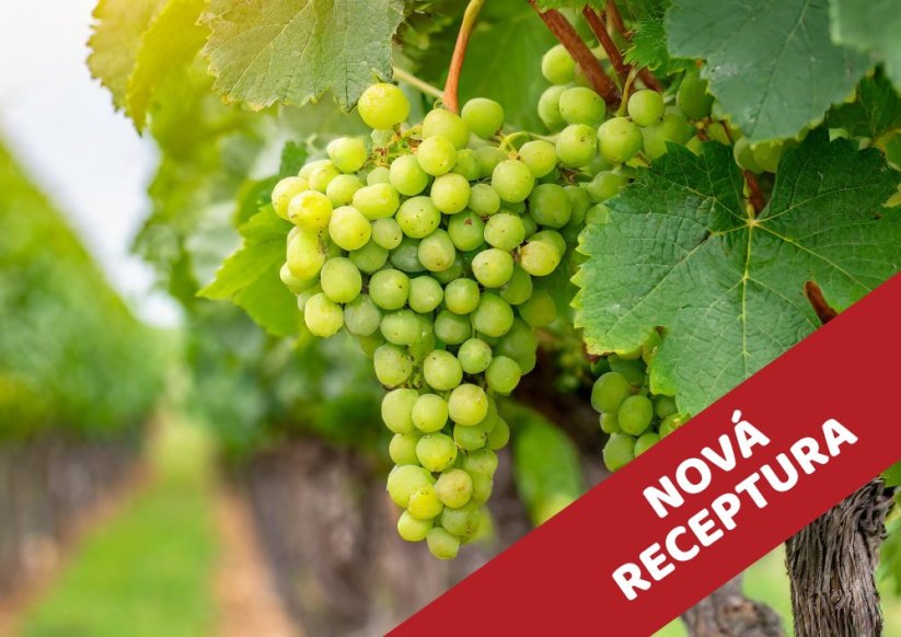 Muškát - vonný olej do svíček - Velikost balení: 100 ml NOVÁ RECEPTURA