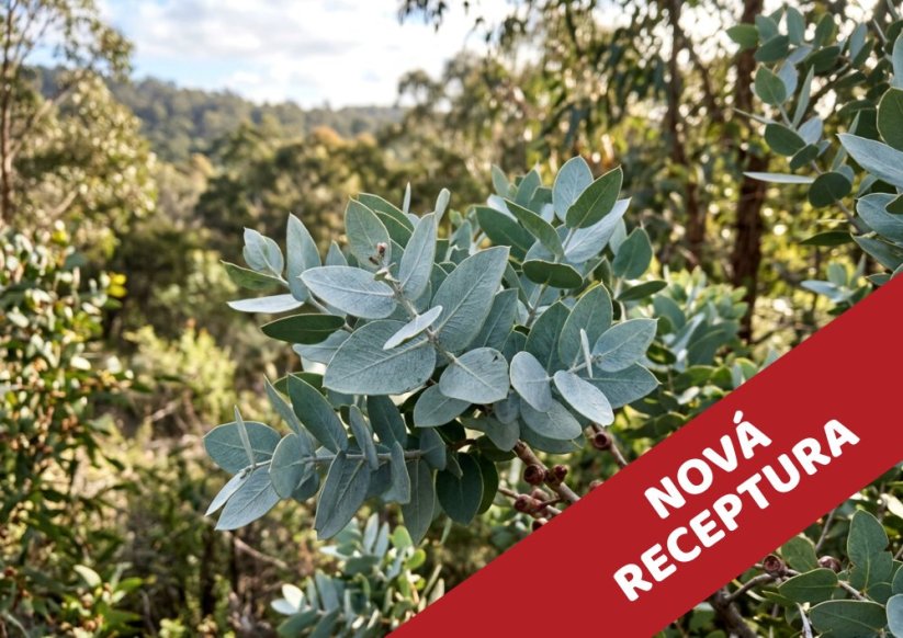 Eucalyptus Coniferous - vonný olej do svíček - Velikost balení: 10 ml NOVÁ RECEPTURA