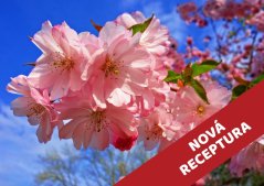 Sakura - vonný olej