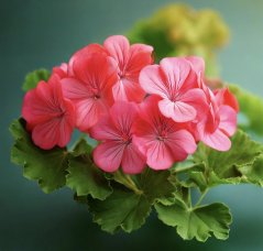 Pelargonie - vonný olej do svíček