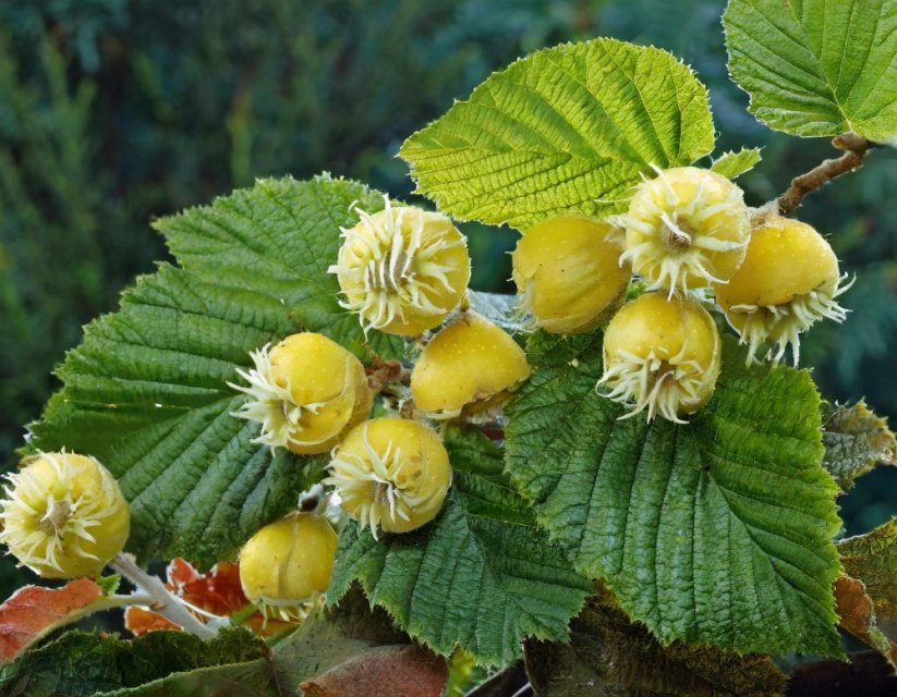 Lemon Hazel - vonný olej do svíček - Velikost balení: 10 ml