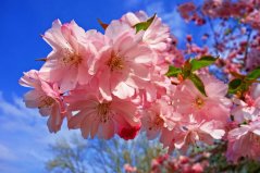 Sakura - vonný olej do svíček