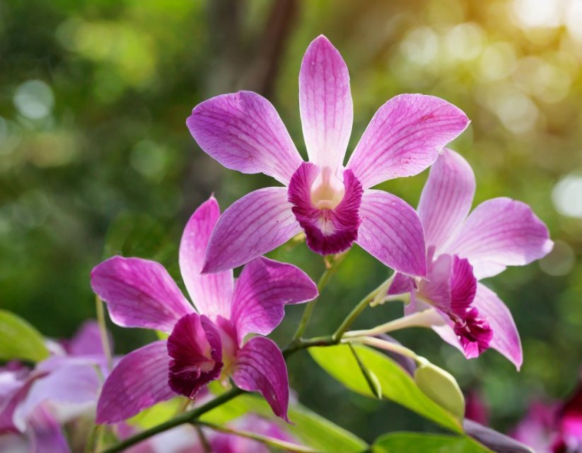 Orchidej - vonný olej do svíček