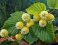 Lemon Hazel - vonný olej do svíček - Velikost balení: 10 ml