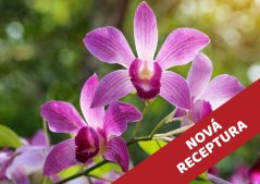 Orchidej - vonný olej do svíček