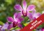 Orchidej - vonný olej do svíček